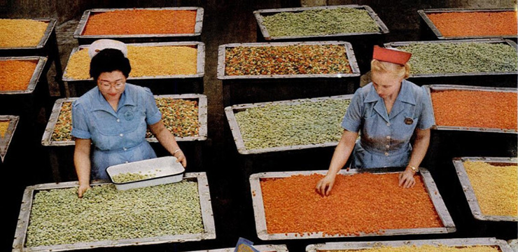 Photo of women vegetable sorters removing damaged and misshapen lima beans and corn from large bins. “Vegetable Varieties,” Life, Jan. 3, 1955