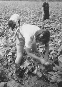 Child Labor Photograph