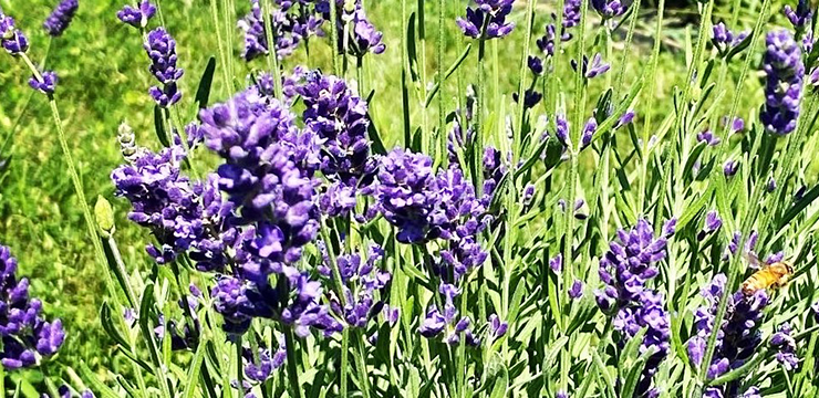 Purple lavender plants in grassy green field from Mad Lavender Farm in Milford, Hunterdon County, New Jersey in late summer. Photo by Renu Sagreiya.