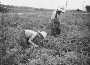 Child Labor Photograph