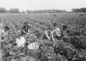 Child Labor Photograph