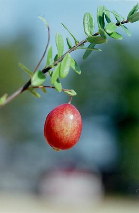 Cranberry