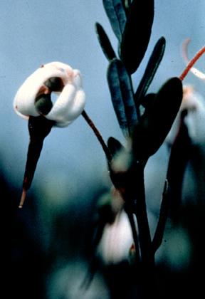 Cranberry Vine